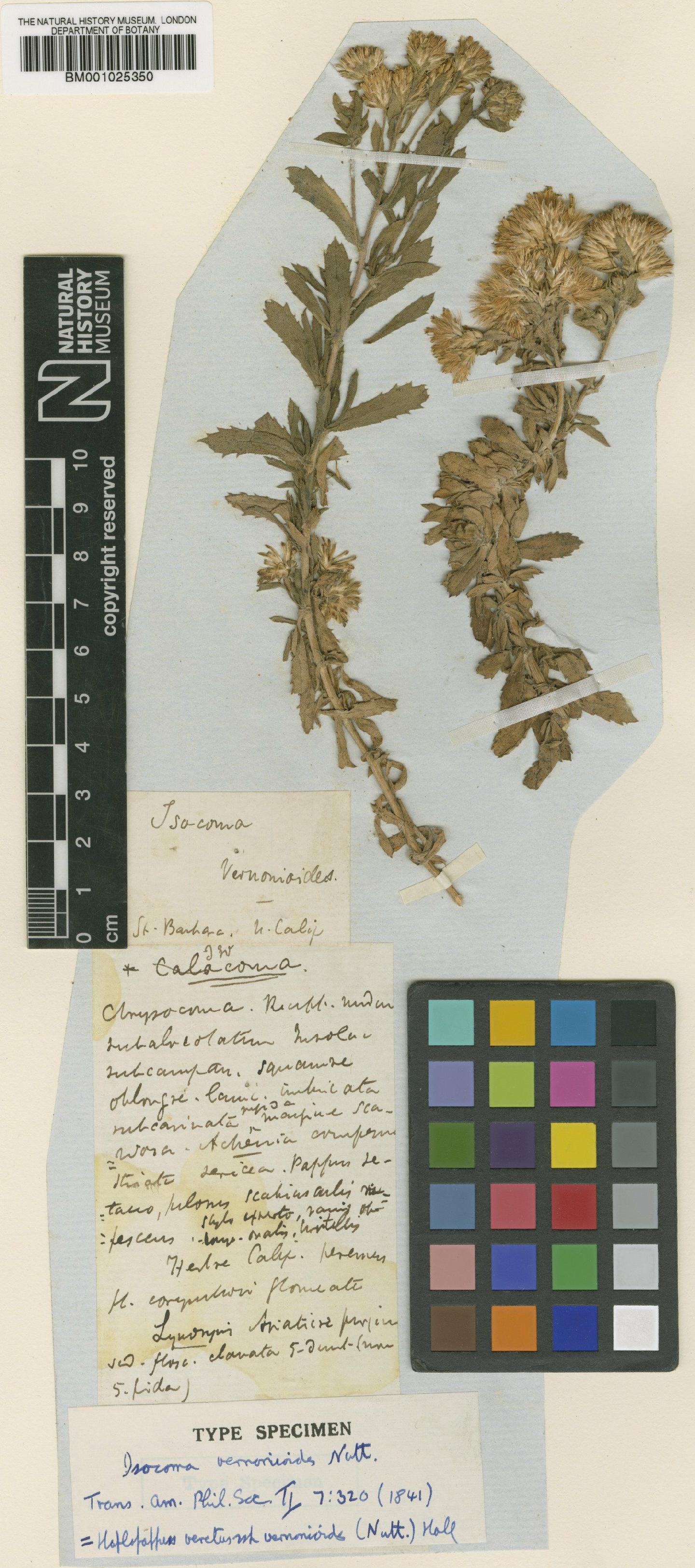 To NHMUK collection (Haplopappus venetus subsp. vernonioides (Nutt.) H.M.Hall; Type; NHMUK:ecatalogue:746364)