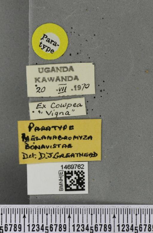 Melanagromyza bonavistae Greathead, 1971 - BMNHE_1469762_label_44924