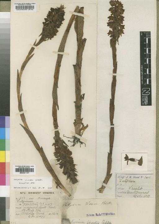 Satyrium neglectum subsp. woodii (Schltr.) A.V.Hall - BM000911517