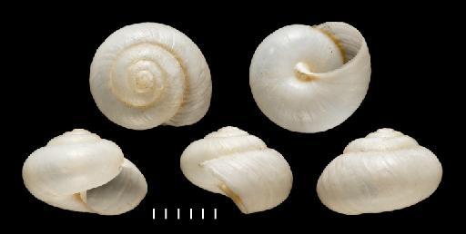 Helix morbida subterclass Tectipleura Morelet, 1849 - 1893.2.4.1625-1626, Syntypes, Helix morbida Morelet, 1849