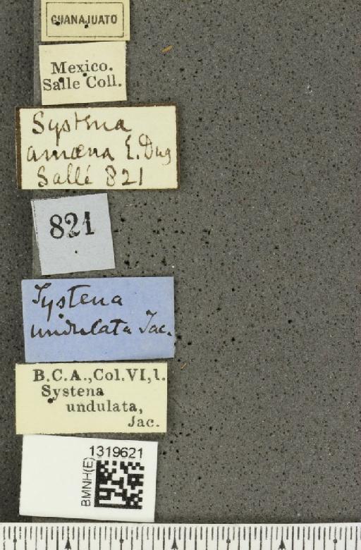 Systena undulata Jacoby, 1884 - BMNHE_1319621_label_26796