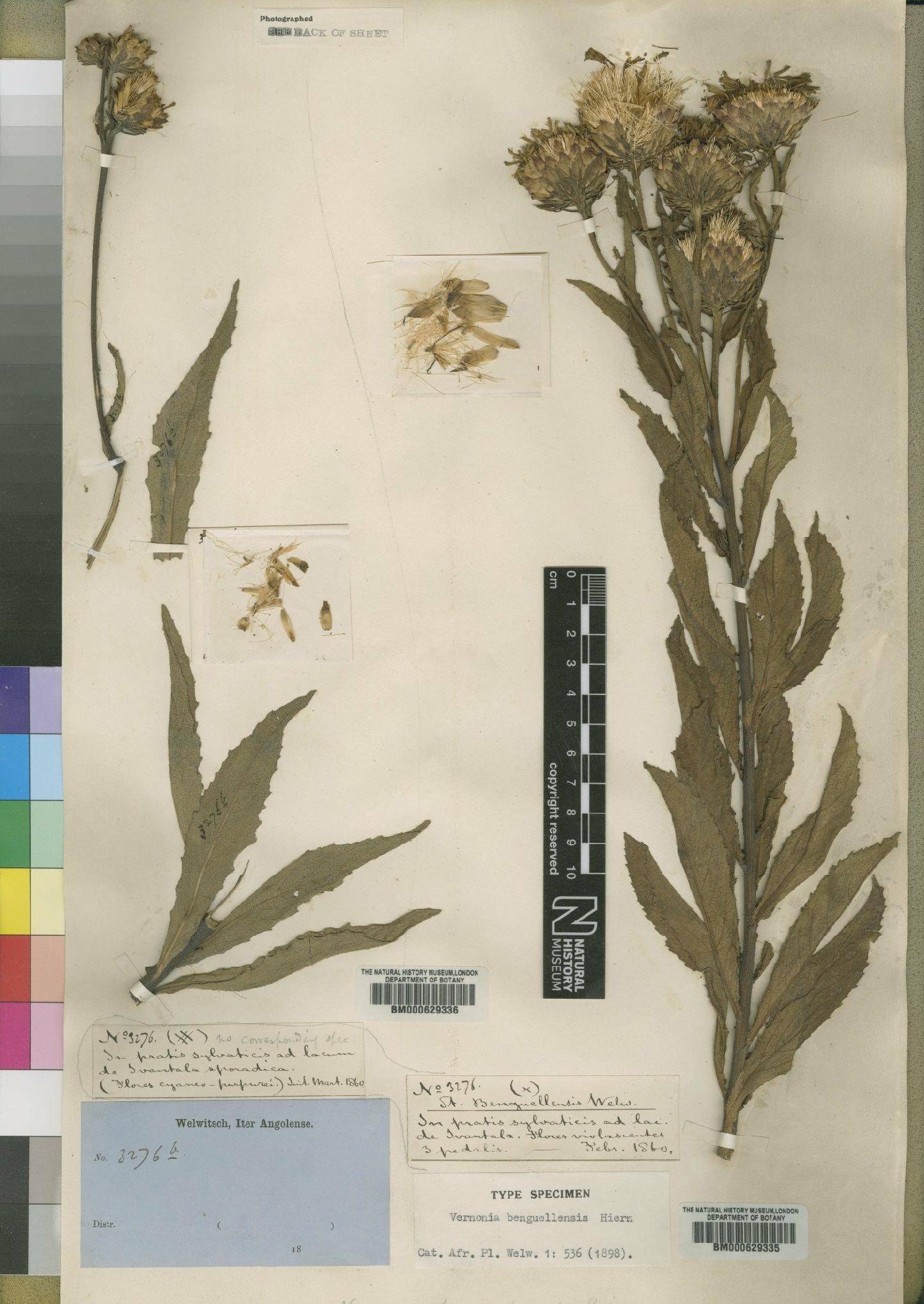 To NHMUK collection (Vernonia benguellensis Hiern; Syntype; NHMUK:ecatalogue:4528569)