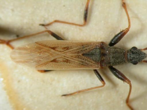 Paromius jejunas Distant - Hemiptera: Parjej