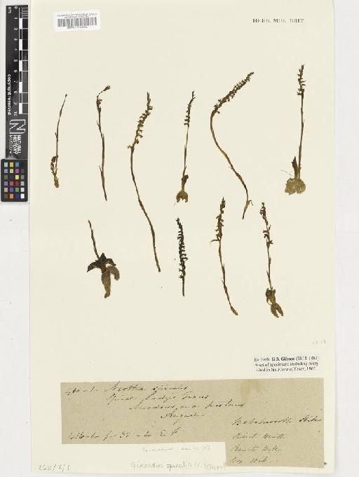 Spiranthes spiralis (L.) Chevall. - BM001002834