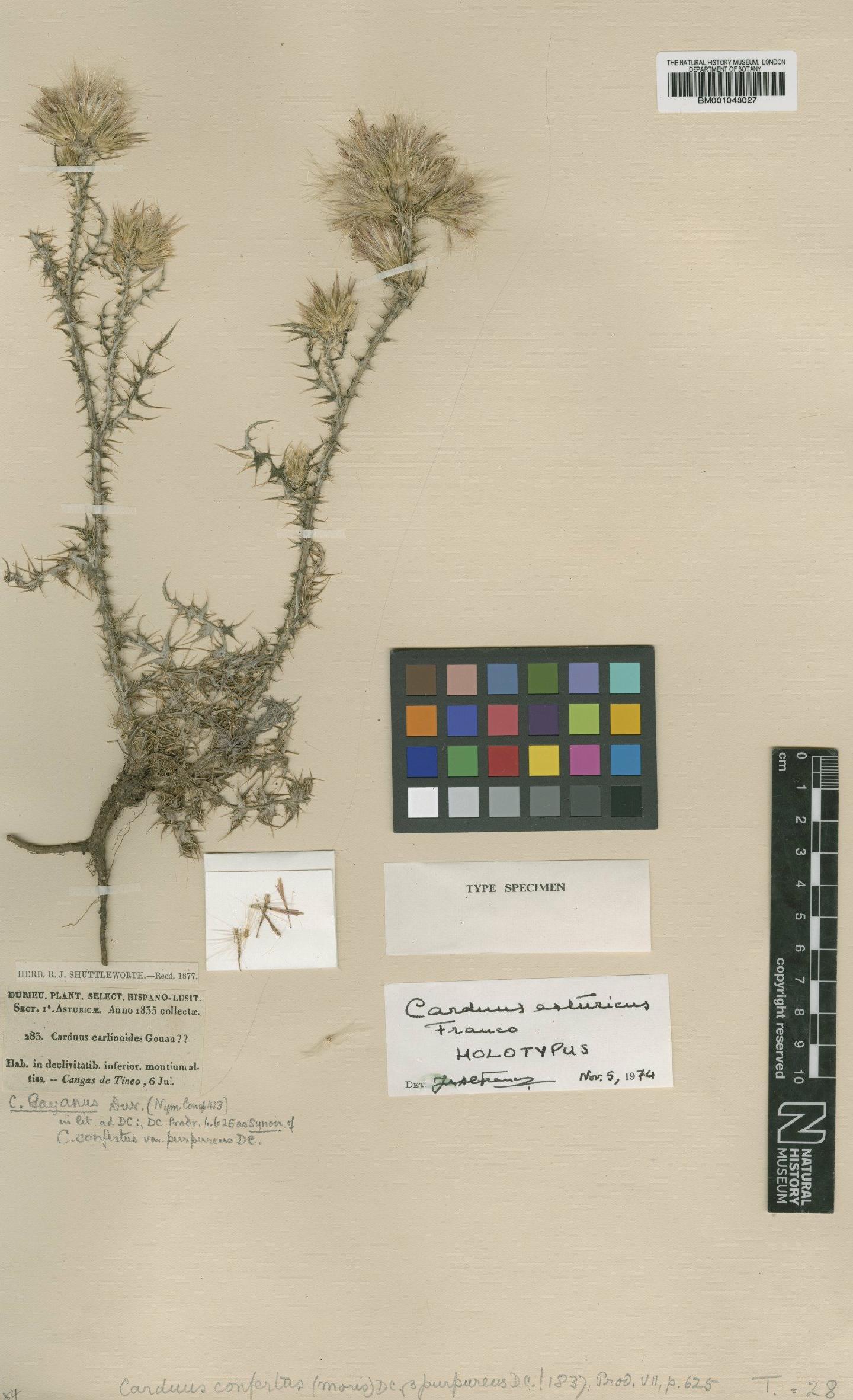 To NHMUK collection (Carduus asturicus Franco; Holotype; NHMUK:ecatalogue:1958123)