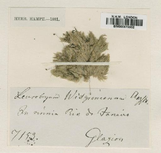 Leucobryum widgrenianum Ångstr. ex Hampe - BM000879952