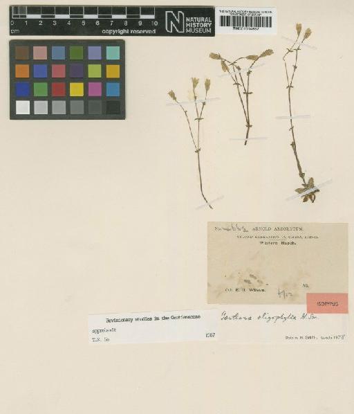 Gentiana oligophylla Harry Sm. - BM001014657