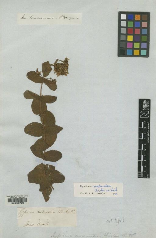 Hypericum caudunatum C.Sm. - BM000617918