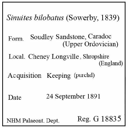 Sinuites bilobatus (Sowerby, 1839) - G 18835. Sinuites bilobatus (label)