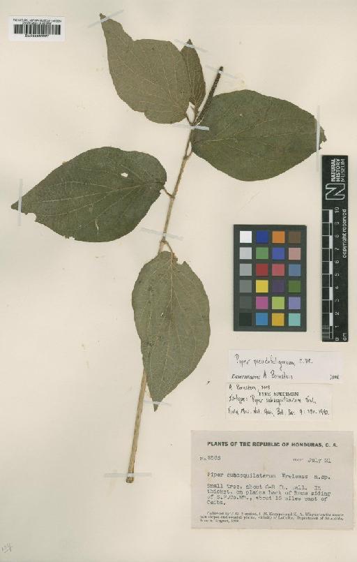 Piper pseudofuligineum C.DC. - BM000993687