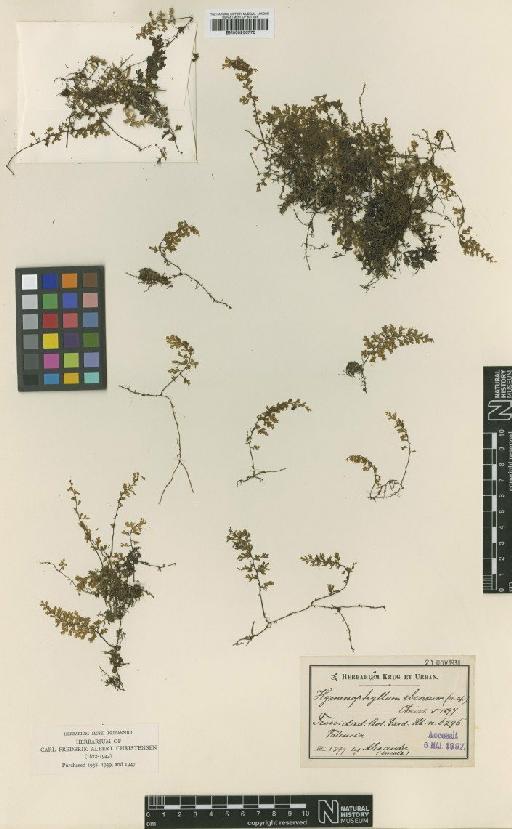 Hymenophyllum polyanthos (Sw.) Sw. - BM000936770