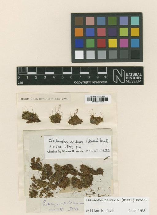 Leskeodon palmarum (Mitt.) Broth. - BM000961696_a