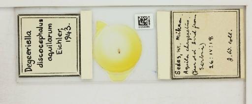 Degeeriella discocephalus aquilarum Eichler, 1943 - 010148485_816423_1432052