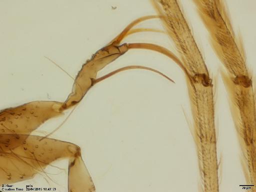 Lutzomyia (Nyssomyia) shawi Fraiha et al., 1981 - Lutzomyia_shawi_BMNH(E)1722061_PT-male_gonostylus-20x.tif