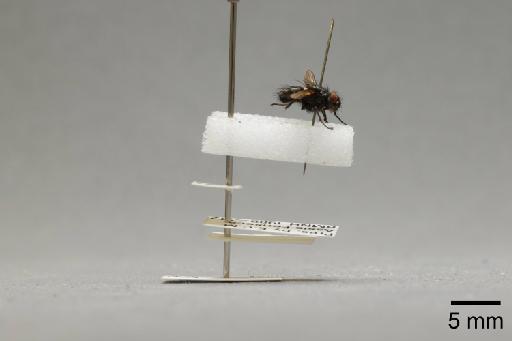 Simulium (Simulium) trifasciatum species group Ornatum Curtis, 1839 - 016203518_lateral