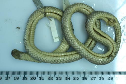 Opisthotrophis spenceri - Opisthotropis_spenceri (type_BMNH1946.1.15.31b.JPG