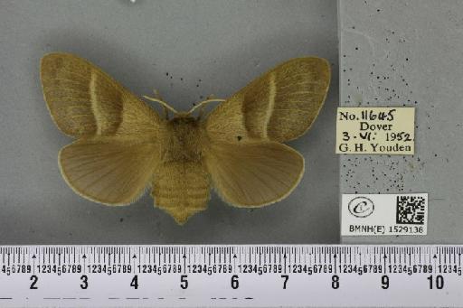Macrothylacia rubi (Linnaeus, 1758) - BMNHE_1529138_196606