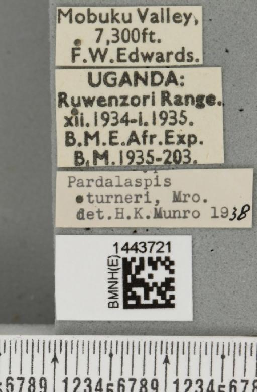 Ceratitis (Ceratalaspis) turneri (Munro, 1937) - BMNHE_1443721_label_43829