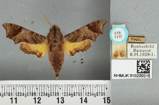 Temnora pylades pylades Rothschild & Jordan, 1903 - NHMUK 010200316 Temnora pylades R&J male ST dorsal and labels