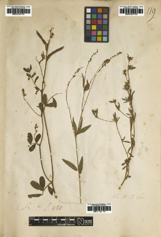 Tephrosia spicata (Walt) Torr. & A.Gray - BM001047177