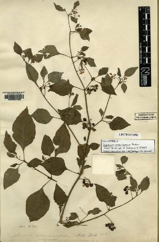 Solanum americanum Mill. - BM000617683
