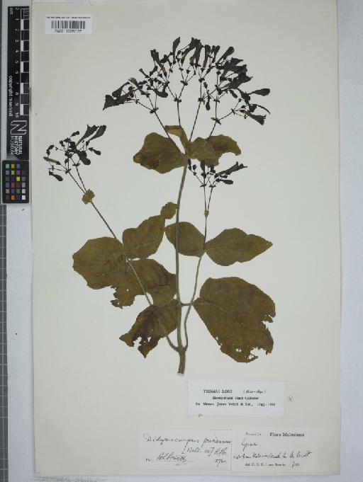 Didymocarpus punduanus - 011026025