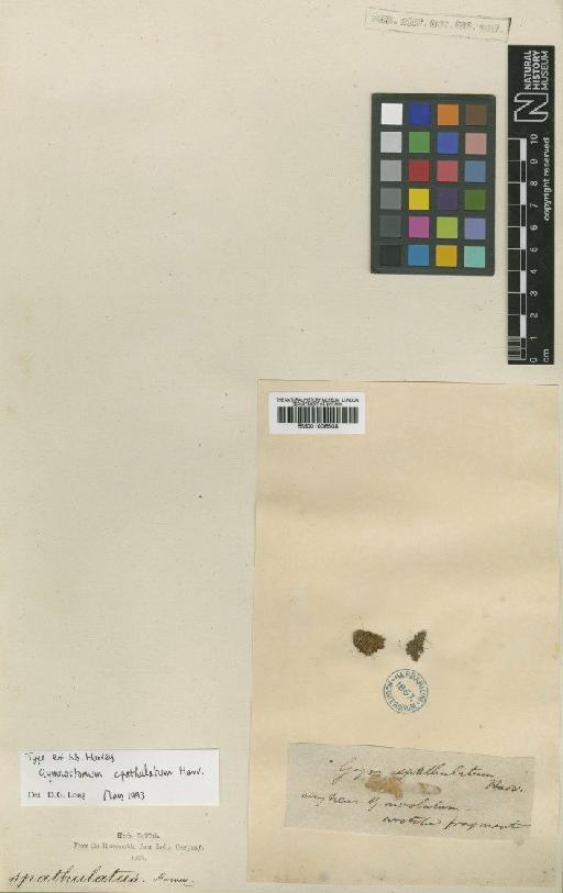 Hyophila spathulata (Harv.) A.Jaeger - BM001006508