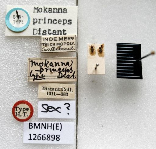 Mokanna princeps Distant, 1910 - Mokanna princeps-BMNH(E)1266898-Syntypes sex queried dorsal & labels