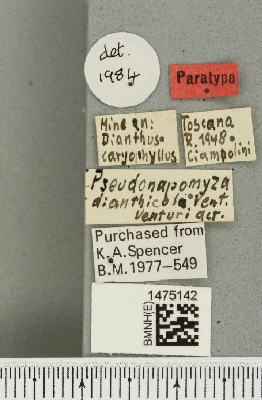 Liriomyza dianthicola (Venturi, 1949) - BMNHE_1475142_a_label_49806