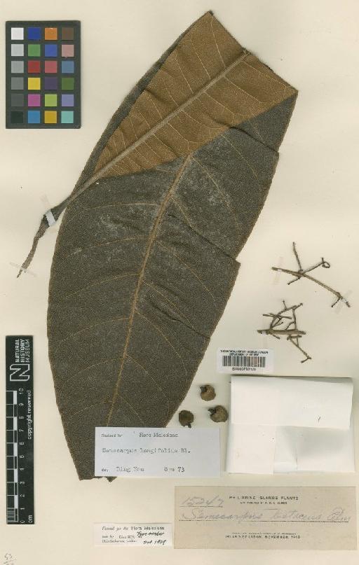 Semecarpus longifolius Blume - BM000793120