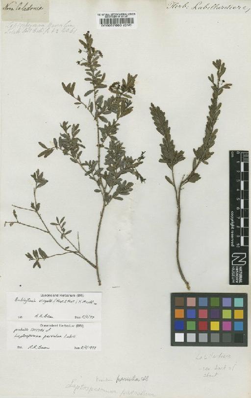 Baeckea virgata (J.R.Forst. & G.Forst.) Andrews - BM000057666