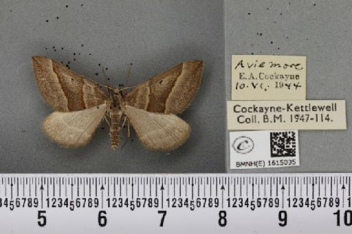 Scotopteryx mucronata scotica ab. luridaria Borkhausen, 1794 - BMNHE_1615035_303714