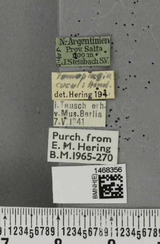 Haywardina cuculi (Hendel, 1914) - BMNHE_1468356_label_42138