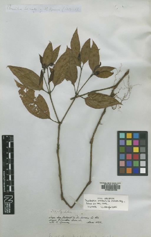 Psychotria medusula Müll.Arg. - BM000624168