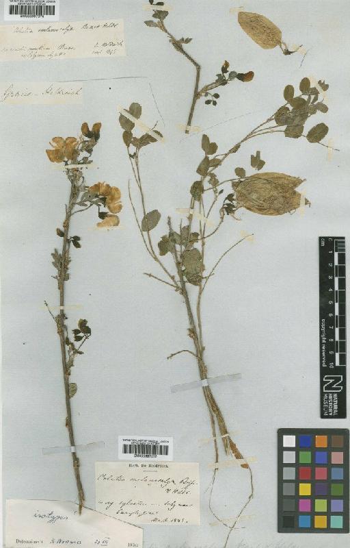 Colutea melanocalyx Boiss. & Heldr. - BM000997374