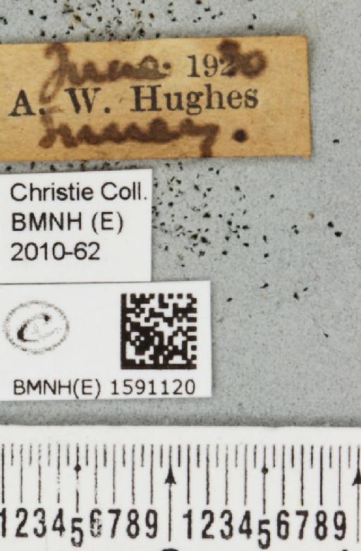 Idaea biselata (Hufnagel, 1767) - BMNHE_1591120_label_265848