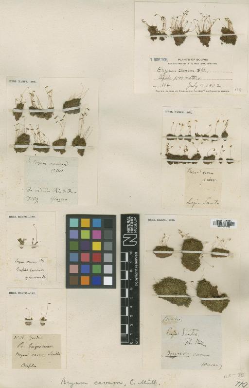 Bryum cavum Müll.Hal. - BM000873703_a