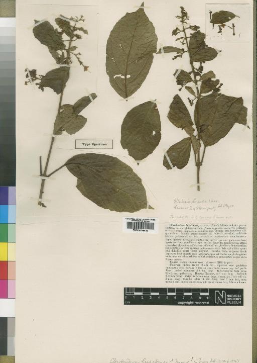 Clerodendron consors Moore - BM000798639
