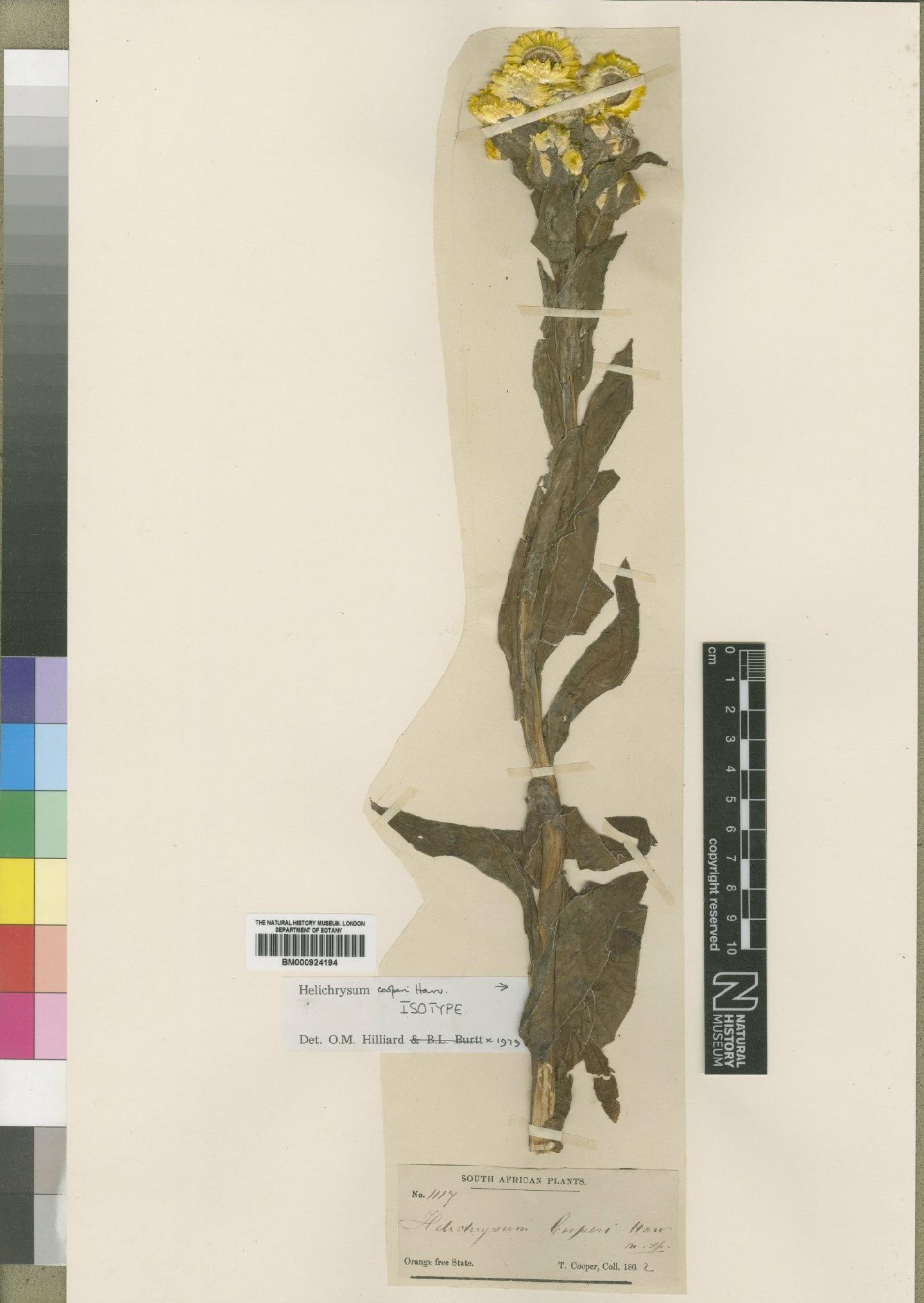To NHMUK collection (Helichrysum cooperi Harv.; Isotype; NHMUK:ecatalogue:4529222)
