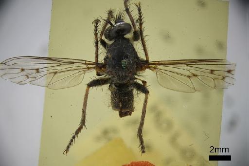 Cerdistus flavicinctus (White, 1914) - Machimus forrestii dorsal