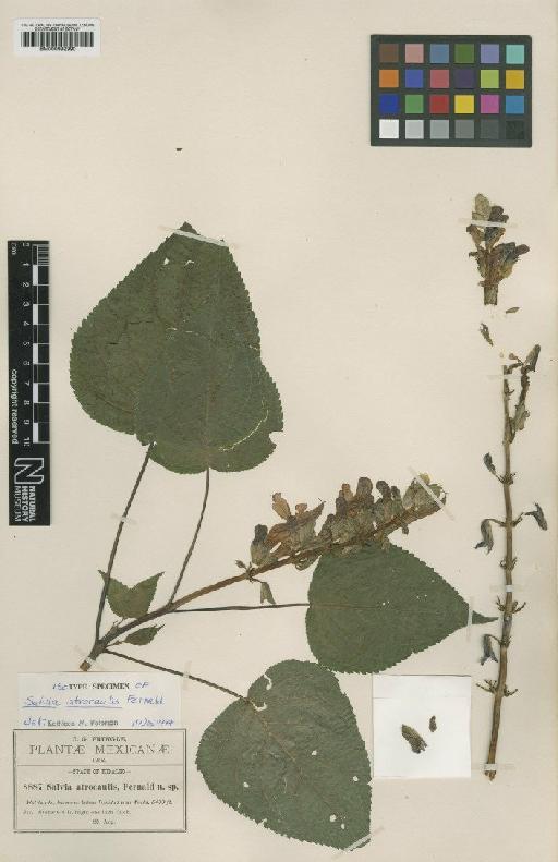 Salvia atrocaulis Fernald - BM000992990