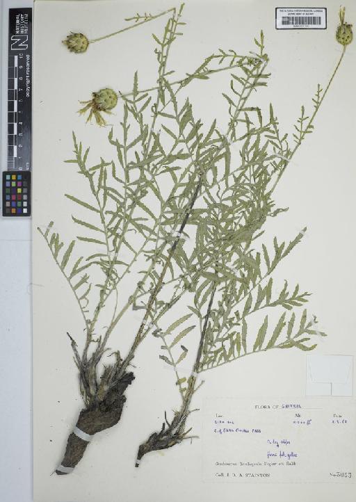 Centaurea lasiopoda Popov & Kult. - BM001191143