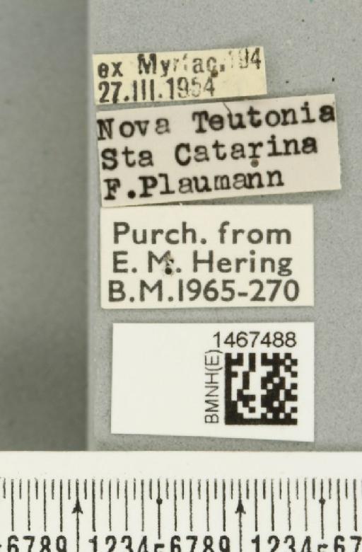 Anastrepha barbiellinii Lima, 1938 - BMNHE_1467488_label_40339