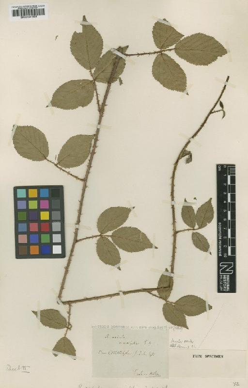 Rubus radula var. morifolius Fisch.-Oost. - BM001041686