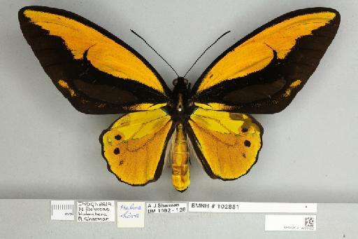 Ornithoptera croesus lydius Felder, 1865 - 013604932__
