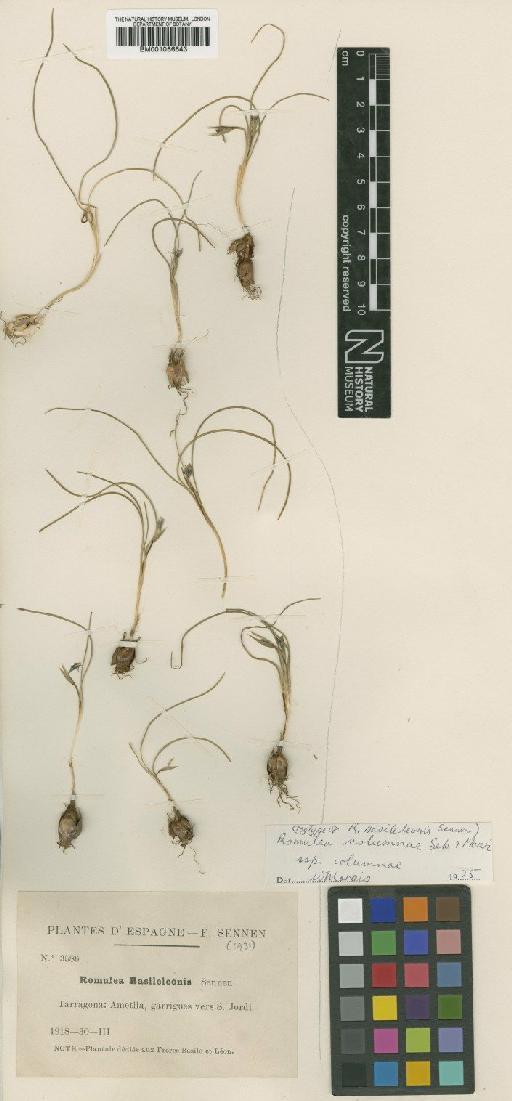 Romulea columnae Sebast. & Mauri - BM001066643