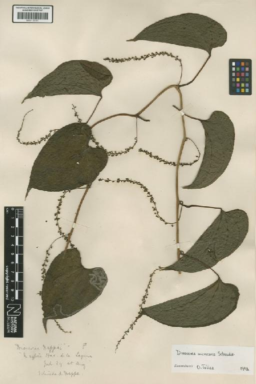 Dioscorea mexicana Scheidw. - BM001191067