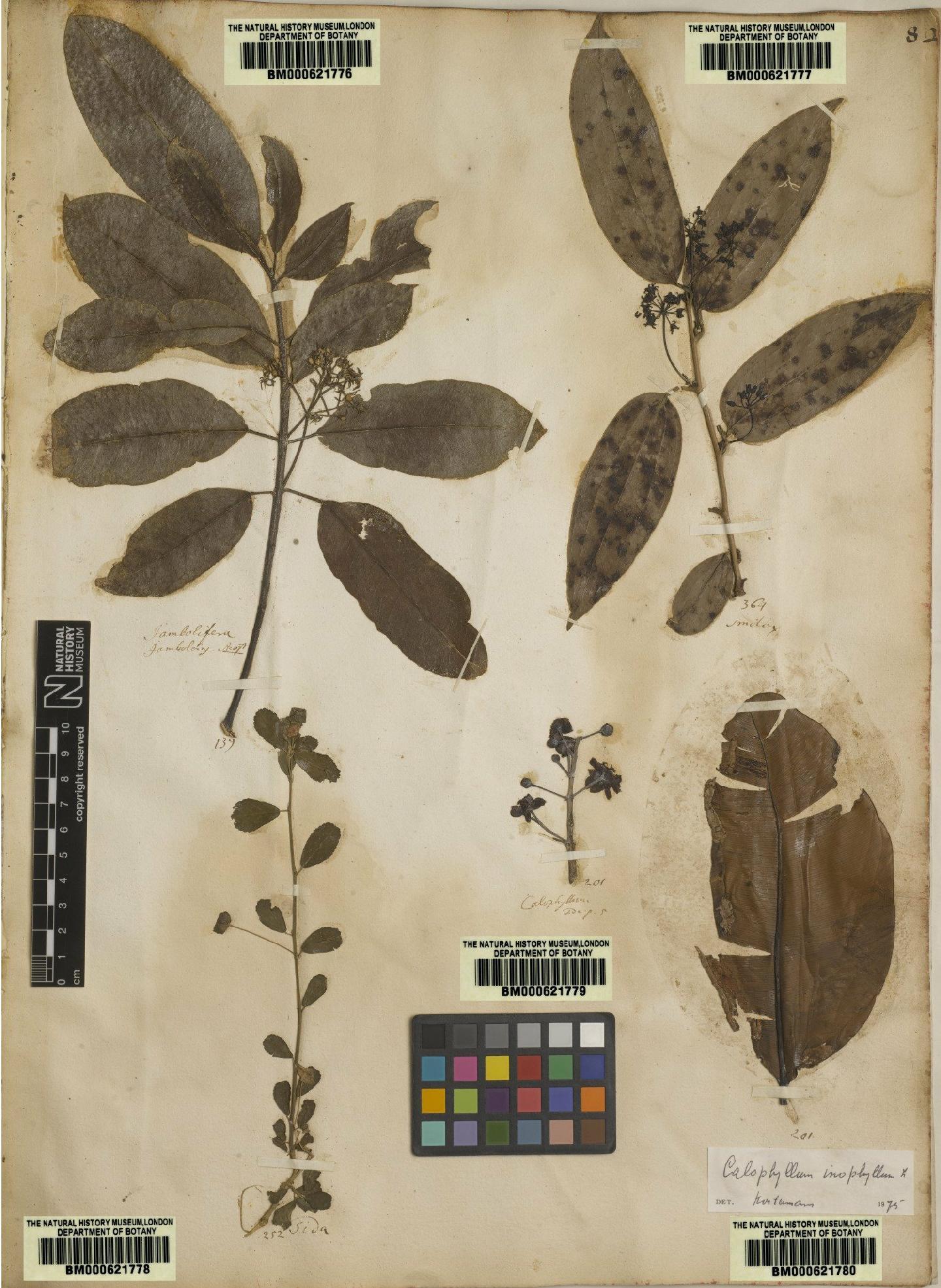 To NHMUK collection (Calophyllum inophyllum L.; Lectotype; NHMUK:ecatalogue:4706251)