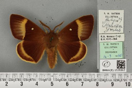 Lasiocampa quercus callunae Gillette & Palmer, 1847 - BMNHE_1525367_194257