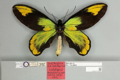 Ornithoptera victoriae isabellae Rothschild, 1901 - 013602627__